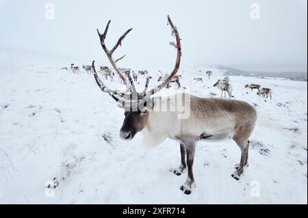 Rennes (Rangifer tarandus) réintroduit le troupeau dans les montagnes Cairngorm, parc national Cairngorm, Speyside, Écosse, décembre. Banque D'Images