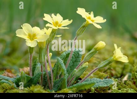 Primrose (Primula vulgaris) fleurit dans les bois décidés, Berwickshire, Écosse, avril. Banque D'Images