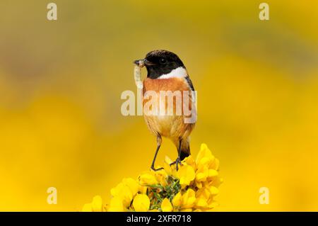 Stonechat (Saxicola torquata) oiseau mâle sur la perche d'observation sur la gorge transportant des proies de chenilles au nid, Berwickshire, Écosse, avril. Banque D'Images