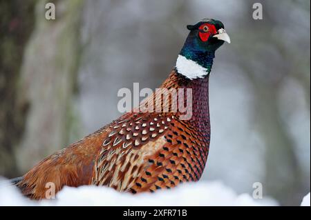 Mâle faisan (Phasianus colchicus) dans les bois à feuilles caduques en hiver, Berwickshire, Écosse, décembre. Banque D'Images