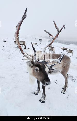 Rennes (Rangifer tarandus) réintroduit le troupeau dans les montagnes Cairngorm, parc national Cairngorm, Speyside, Écosse, décembre. Banque D'Images