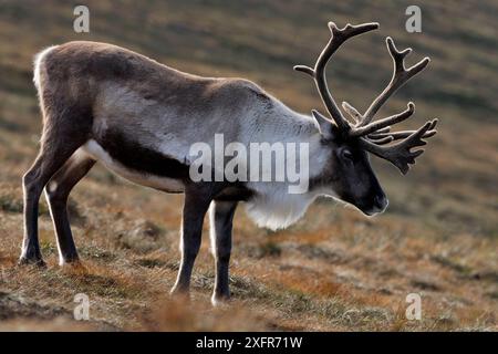 Rennes (Rangifer tarandus) rennes taureaux avec bois en velours, troupeau de rennes de Cairngorm réintroduit, parc national de Cairngorm, Speyside, Écosse. Octobre Banque D'Images