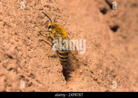 Terrier du nid de garde mâle d'abeille lierre (Colletes hederae), pays de Galles, Royaume-Uni, septembre. Banque D'Images