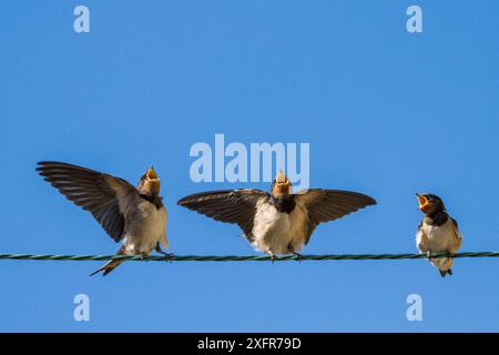 Hirondelle de grange (Hirundo rustica) poussins sur fil avec la bouche ouverte attendant d'être nourris, St Michael's Mount, Cornwall. Banque D'Images