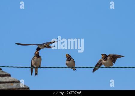 Hirondelle de grange (Hirundo rustica) nourrissant les poussins perchés sur du fil de fer, St Michael's Mount, Cornouailles, Angleterre, Royaume-Uni, juillet. Banque D'Images