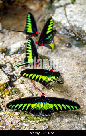 Raja Brookes Birdwing Butterfly (Trogonoptera brookiana), Bornéo. Petit repro seulement Banque D'Images