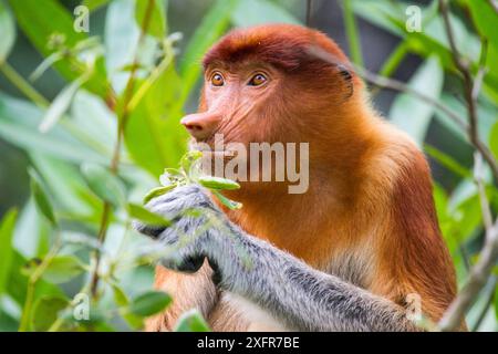 Singe Proboscis femelle (Nasalis larvatus) se nourrissant, rivière Kinabatangan, Sabah, Bornéo. Banque D'Images
