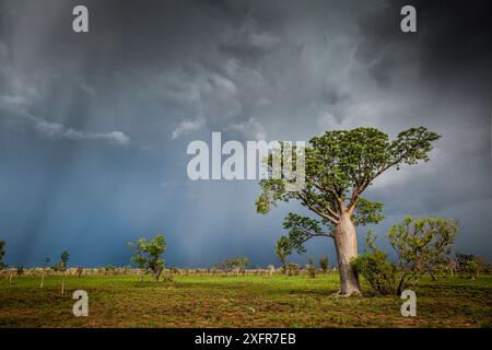 Boab ou Baobab australien (Adansonia gregorii) avec rayons de soleil, Australie occidentale. Banque D'Images