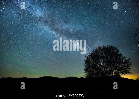 Voie lactée au-dessus d'un arbre, White Mountains, New Hampshire, USA, juin 2015. Banque D'Images