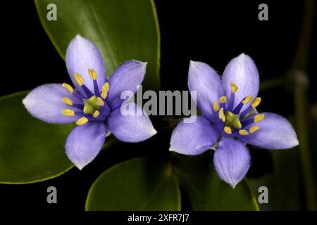 Fleurs de lignum vitae roughbark (Guaiacum officinale) dans les collines du Hellshire, Jamaïque. Banque D'Images