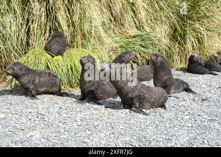 Otaries à fourrure de l'Antarctique (Arctocephalus gazella) de petits chiots se sont rassemblés dans une crèche, dans la baie de Fortuna. Géorgie du Sud. Janvier. Banque D'Images