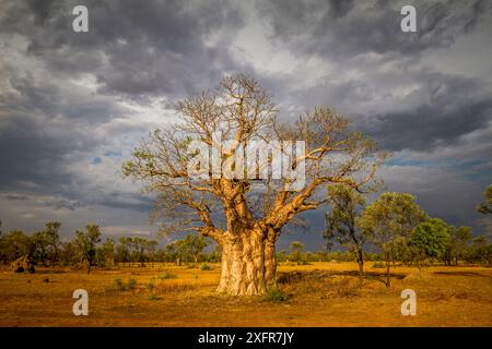 Boab ou Baobab australien (Adansonia gregorii) , Australie occidentale. Banque D'Images