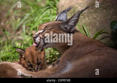 Caracal (Caracal caracal) peluche femelle, Kenya. Banque D'Images