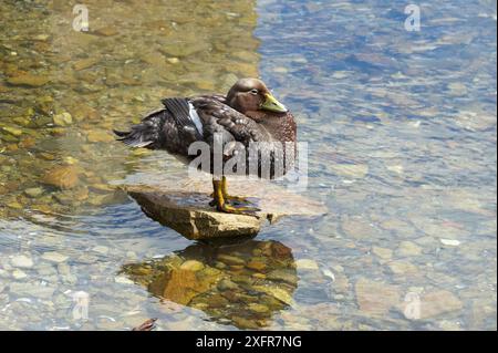 Steamerduck (Tachyeres leucocephalus) oiseau adulte perché sur la roche. Port Stanley. Îles Falkland, janvier. Banque D'Images