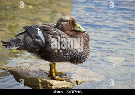 Canard à vapeur des Malouines (Tachyeres leucocephalus) oiseau adulte perché sur la roche. Port Stanley. Îles Malouines. Janvier. Banque D'Images