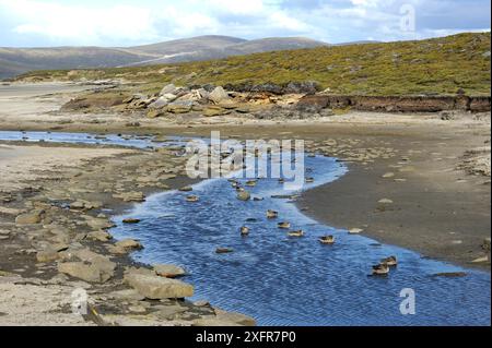 Sarcelle mouchetée (Anas flavirostris) dans le ruisseau, île Saunders. Îles Malouines. Janvier Banque D'Images