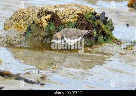 Pluvier bagué (Charadrius falklandicus) deux se nourrissant sur une vase. Port Stanley, îles Falkland. Janvier. Banque D'Images