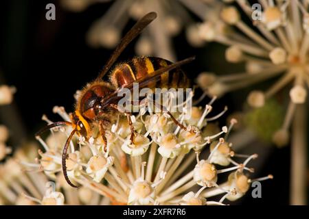 Frelon européen mâle, (Vespa crabro), sur le jardin japonais Aralia/False Castor Oil Plant (Fatsia japonica), Herefordshire plateau, Angleterre. Banque D'Images