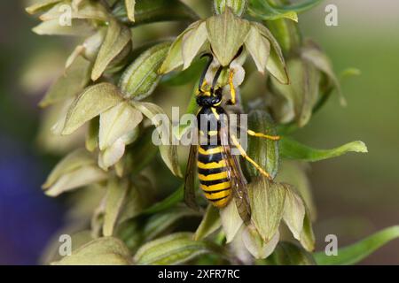 Guêpe des arbres (Dolichovespula sylvestris) mâle pollinisant à feuilles larges Helleborine, Herefordshire, Angleterre, Royaume-Uni, juillet. Banque D'Images