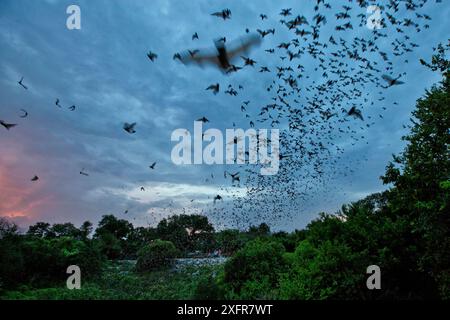 Chauves-souris mexicaines à queue libre (Tadarida brasiliensis) quittant la colonie de maternité la nuit pour se nourrir, Bracken Cave, San Antonio, Texas, États-Unis, juin. Bracken Cave est la plus grande colonie de maternité de chauves-souris au monde. Banque D'Images