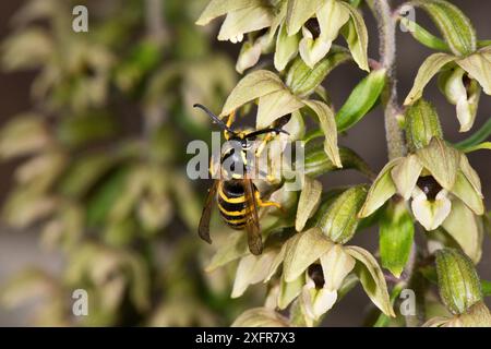 Guêpe des arbres (Dolichovespula sylvestris) mâle pollinisant à feuilles larges Helleborine, Herefordshire, Angleterre. Banque D'Images