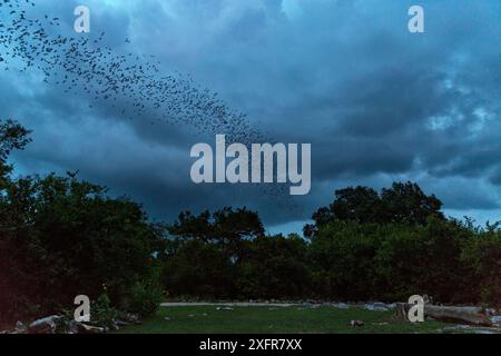 Chauves-souris mexicaines à queue libre (Tadarida brasiliensis) quittant la colonie de maternité la nuit pour se nourrir, Bracken Cave, San Antonio, Texas, États-Unis, juin. Bracken Cave est la plus grande colonie de maternité de chauves-souris au monde. Banque D'Images