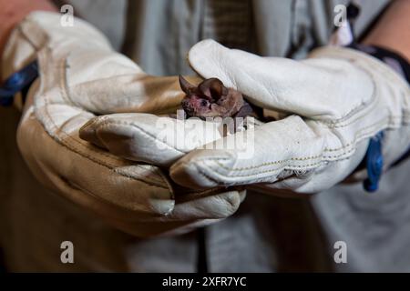 La chauve-souris à queue libre mexicaine (Tadarida brasiliensis) est détenue par un volontaire, Texas, États-Unis, juillet. Banque D'Images