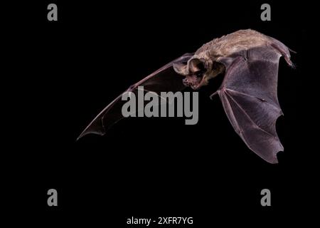 Chauve-souris mexicaine à queue libre (Tadarida brasiliensis) en vol sur fond noir dans un studio de terrain, Texas, USA, juillet. Banque D'Images