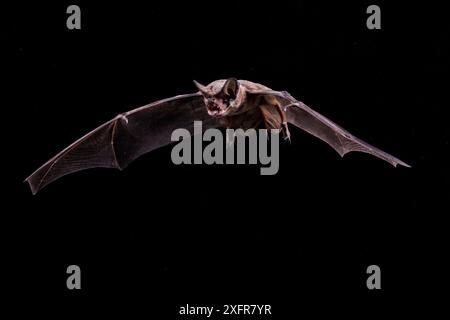 Chauve-souris mexicaine à queue libre (Tadarida brasiliensis) en vol sur fond noir dans un studio de terrain, Texas, USA, juillet. Banque D'Images