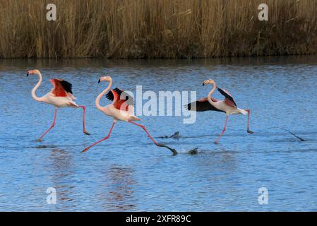 Grand flamants roses (Phoenicopterus roseus) courant à la surface de l'eau, Camargue, France. Février Banque D'Images