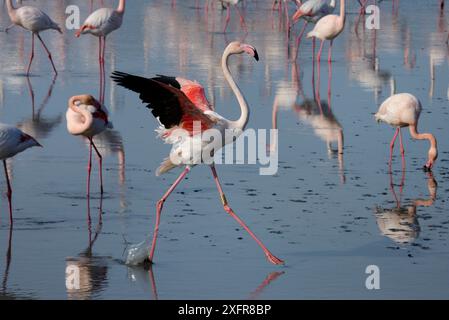 Grand flamant rose (Phoenicopterus roseus) courant à la surface de l'eau, Camargue, France. Février Banque D'Images