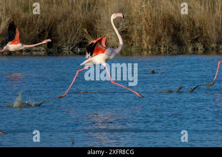 Grand flamant rose (Phoenicopterus roseus) courant à la surface de l'eau, Camargue, France. Février Banque D'Images