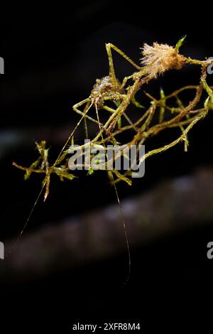 Nymphe katydide (Phaneropterinae) camouflée sur mousse. Forêt de l'Atlantique Sud-est, Sao Miguel Arcanjo, Sao Paulo, Brésil. Banque D'Images