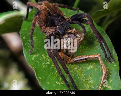 Araignée errante (Ctenus medius) se nourrissant d'une grenouille Ischnocnema. Forêt de l'atlantique Sud-est, Tapirai, Sao Paulo, Brésil. Banque D'Images