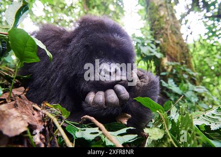 Femelle gorille de montagne (Gorilla beringei beringei) reposant sur ses mains, Parc national des Virunga, Nord-Kivu, République démocratique du Congo, Afrique, en danger critique d'extinction. Banque D'Images