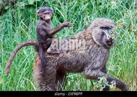 Babouin olive (Papio anubis) mère portant bébé sur le dos, Parc National d'Akagera, Rwanda, Afrique. Banque D'Images