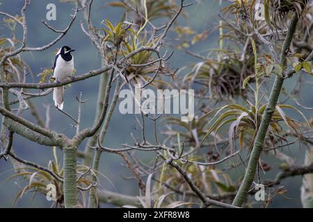 jay à queue blanche (Cyanocorax mystacalis) perché sur branche, Macara, Loja, Équateur. Banque D'Images