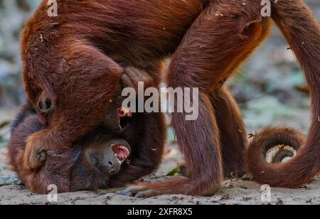 Deux singes hurleurs rouges (Alouatta seniculus) combattant, Tambopata, Madre de Dios, Pérou. Banque D'Images