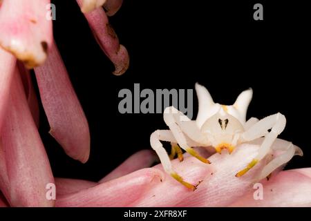 Araignée crabe (Epicadus heterogaster) sur pétales, Canande, Esmeraldas, Équateur. Banque D'Images