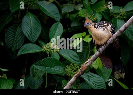 Hoatzin (Opisthocomus hoazin) perché sur branche, Parc national de Yasuni, Orellana, Équateur. Banque D'Images