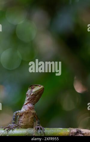 Lézard des bois amazoniens / iguane nain de Guichenot (Enyalioides laticeps) portrait, Parc national de Yasuni, Orellana, Équateur. Banque D'Images