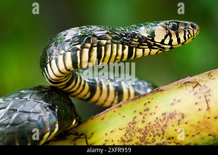 Portrait de serpent de rat jaune (Spilotes pullatus), Otongachi, Santo Domingo de los Tsachilas, Équateur. Banque D'Images