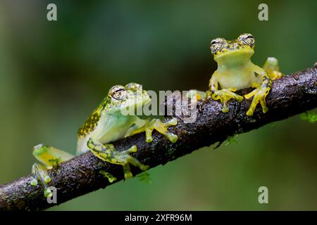 Deux grenouilles en verre mouchetées jaunes / grenouilles cochran à taches blanches (Sachatamia albomaculata) sur branche, Canande, Esmeraldas, Équateur. Banque D'Images