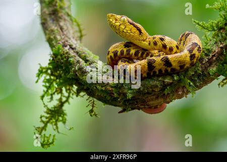 Lanceur tacheté juvénile (Bothrops punctatus) enroulé sur branche, Rio Silanche, Pichincha, Équateur. Banque D'Images