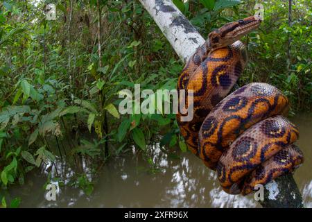 Boa arc-en-ciel (Epicrates cenchria) enroulé autour de la branche au-dessus de l'eau, Tambopata, Madre de Dios, Pérou. Banque D'Images