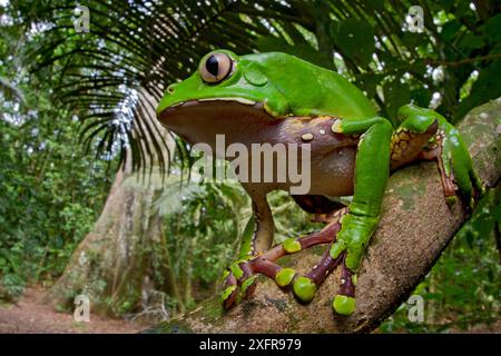 Grenouille singe géante / grenouille bleue et jaune (Phyllomedusa bicolor) sur branche, Tambopata, Madre de Dios, Pérou. Banque D'Images