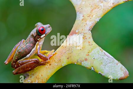 Grenouille ruisseau aux yeux roux (Duellmanohyla rufioculis) sur plante. Siquirres, Limon, Costa Rica. Banque D'Images