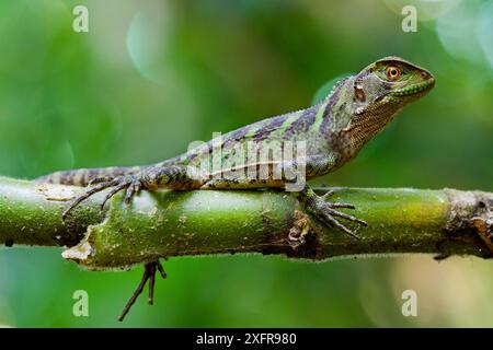 Lézard des bois amazoniens / iguane nain de Guichenot (Enyalioides laticeps) portrait, Parc national de Yasuni, Orellana, Équateur. Banque D'Images