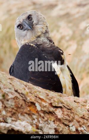 Portrait d'aigle harpie (Harpia harpyja), Tambopata, Madre de Dios, Pérou. Banque D'Images
