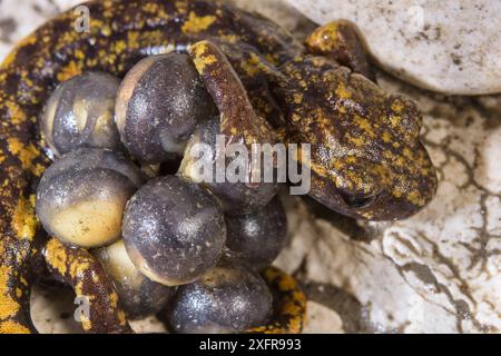 Salamandre des grottes de Strinatii (Speleomantes strinatii) femelle protégeant ses œufs pendant le développement. Conditions contrôlées. Gênes, Italie Banque D'Images